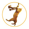 Save the Cat logo